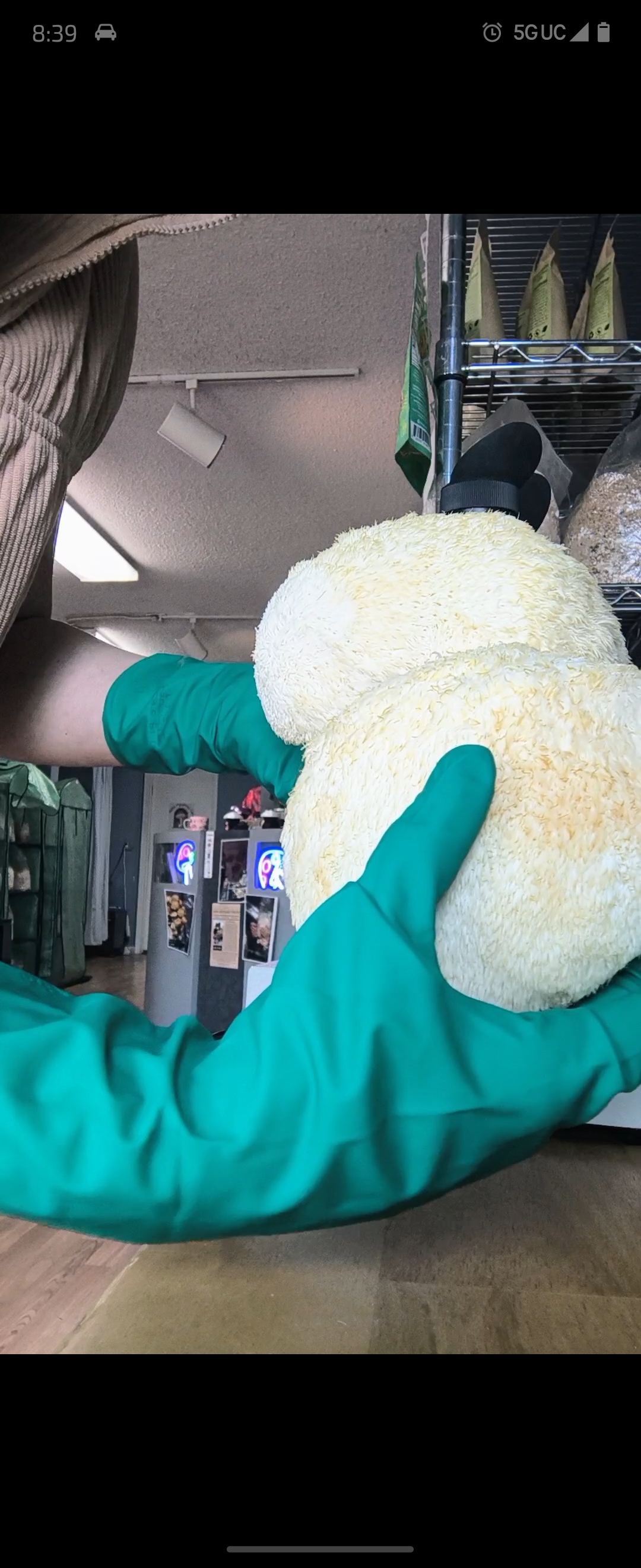 Fresh Lion's Mane