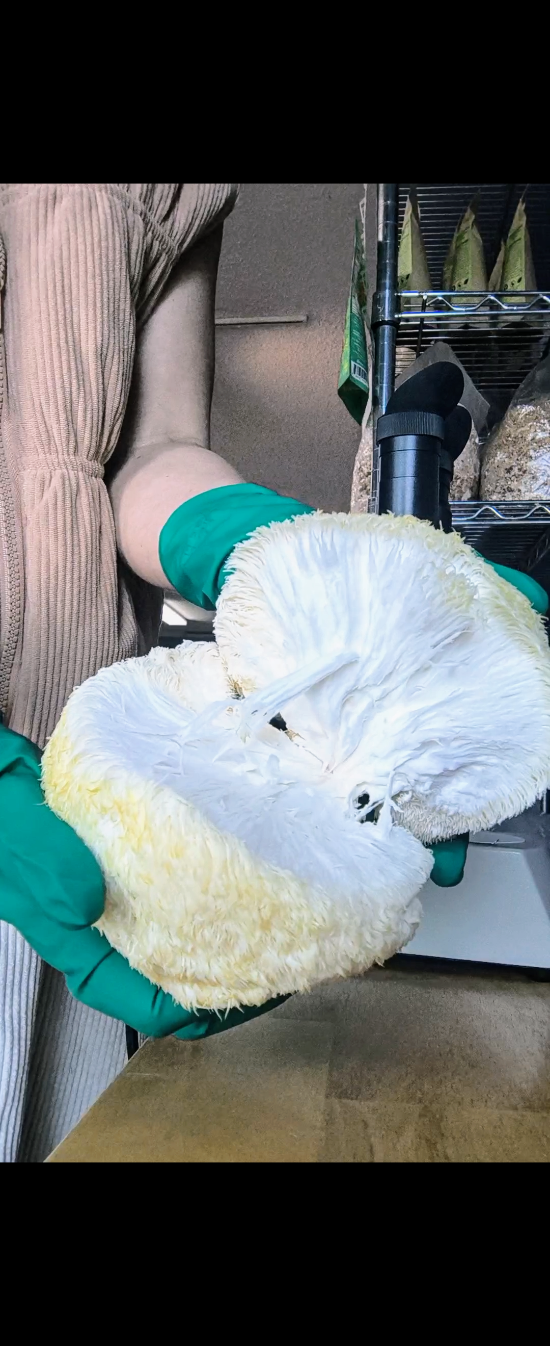 Fresh Lion's Mane