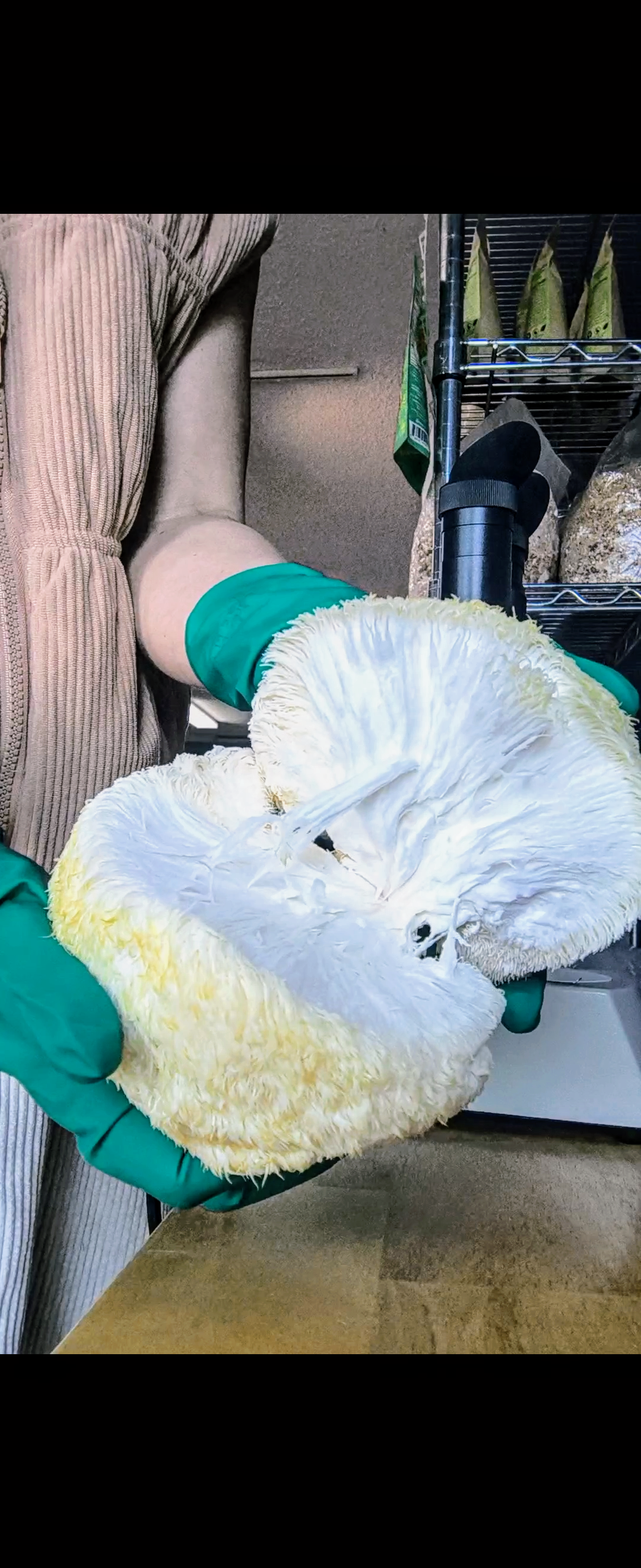 Fresh Lion's Mane