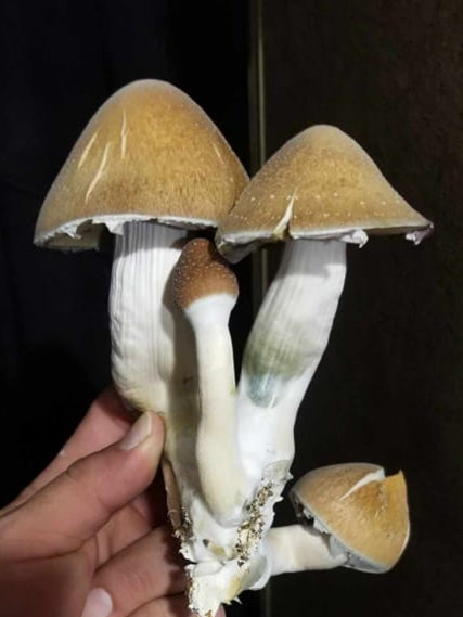 Liquid Spores